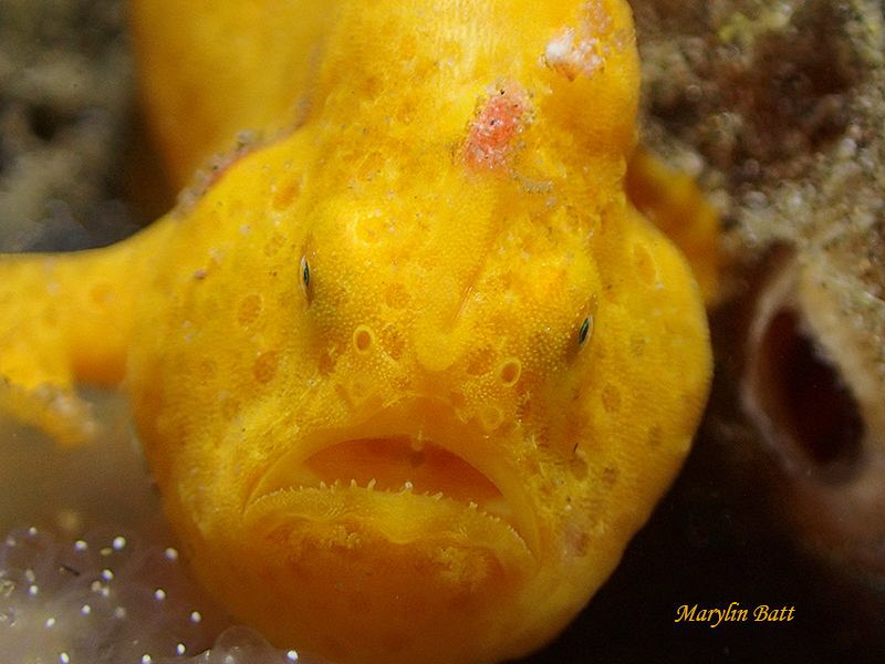 Hay I'm gonna get you.  Painted Frogfish by Marylin Batt 