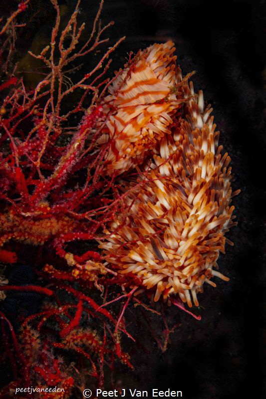 The rare walking sea-anemone. False Bay, Cape Peninsula, ... by Peet J Van Eeden 
