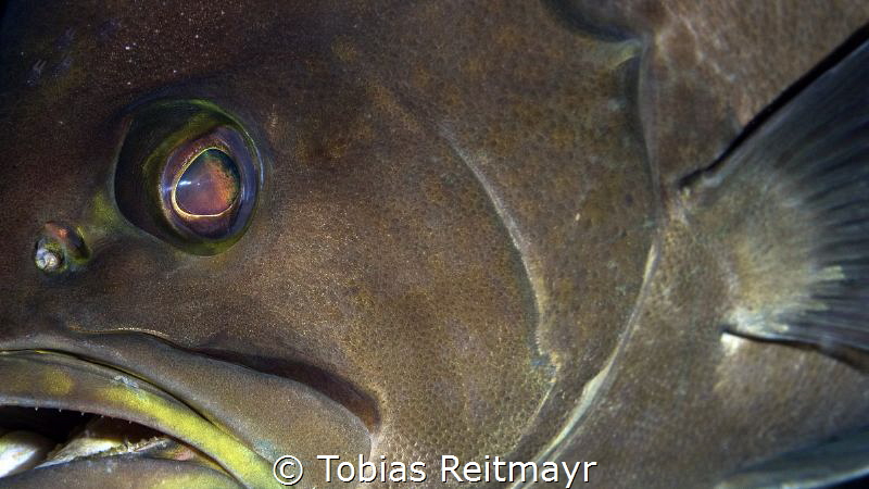 Yellowmouth grouper, Red Beryl, Bonaire by Tobias Reitmayr 