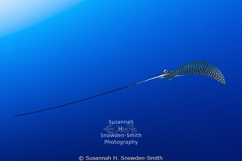 "Beautiful Flight #2" - A spotted eagle ray in flight.  P... by Susannah H. Snowden-Smith 