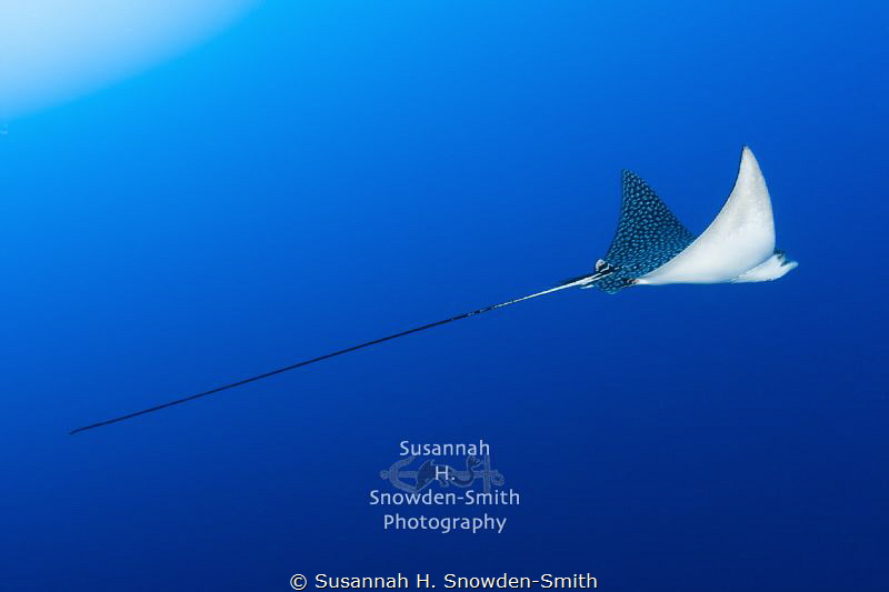 "Beautiful Flight #1" - A spotted eagle ray in flight.  P... by Susannah H. Snowden-Smith 