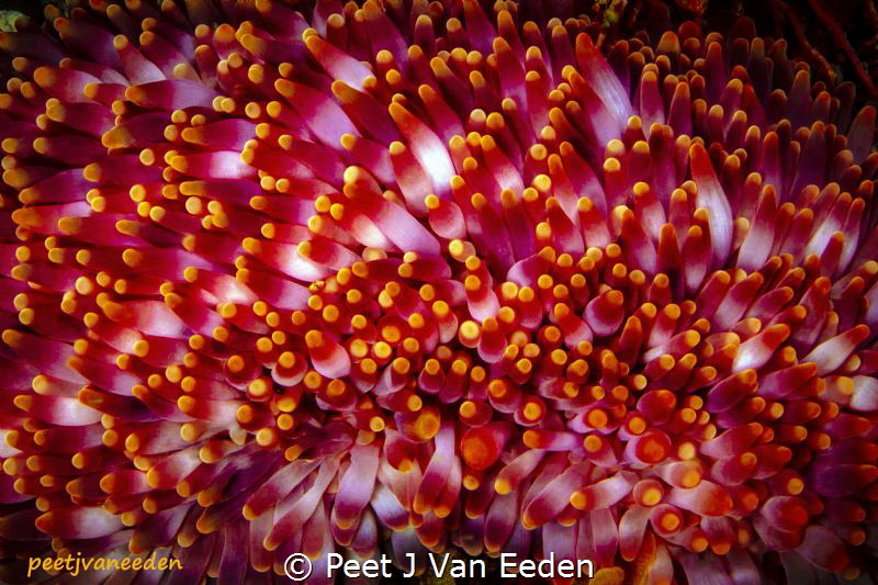 The Hedgehog

The hedgehog or walking sea anemone(Preac... by Peet J Van Eeden 