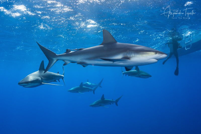 Caribean Reef Sharks, Jardines de la Reina Cuba by Alejandro Topete 