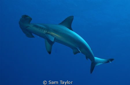 Baby Hammerhead, natural light by Sam Taylor 