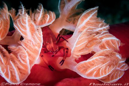 Emperor shrimp on spanish dancer's gills by Pietro Cremone 