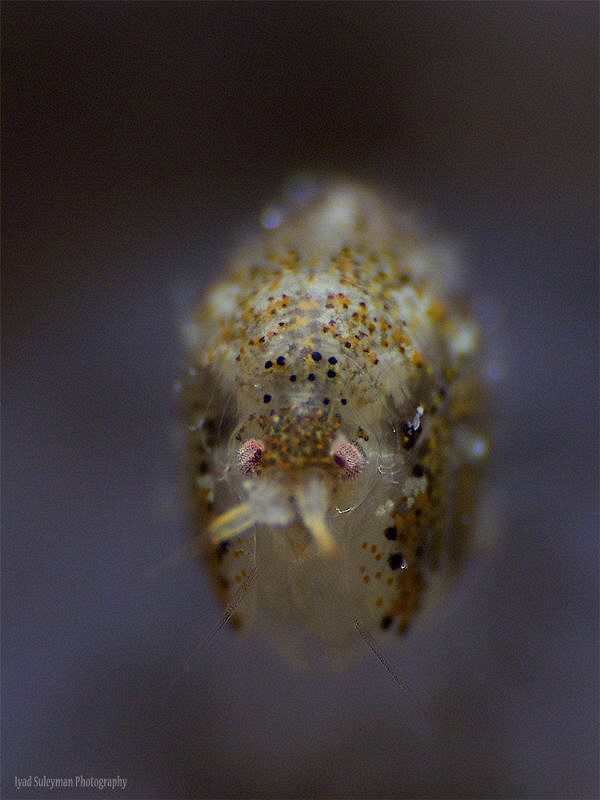 Ladybug on sponge by Iyad Suleyman 