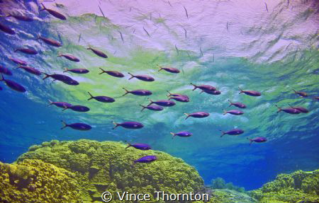 Simplicity, a school of fish on the passage through to th... by Vince Thornton 