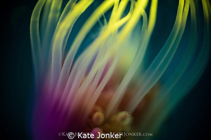Serenity
Tubular Hydroid sways in the gentle surge. by Kate Jonker 