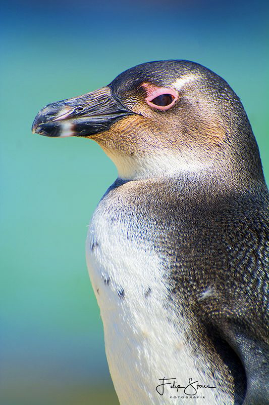 Juvenile African penguin (Spheniscus demersus), Simon's t... by Filip Staes 