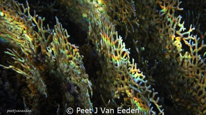 The Rainbow Catchers.

 Natural light reflecting on coral by Peet J Van Eeden 