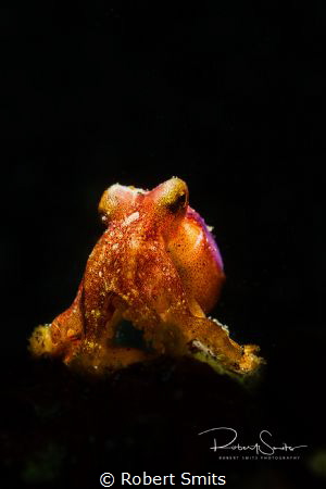 Did you know that this octopus usually burries themselves... by Robert Smits 