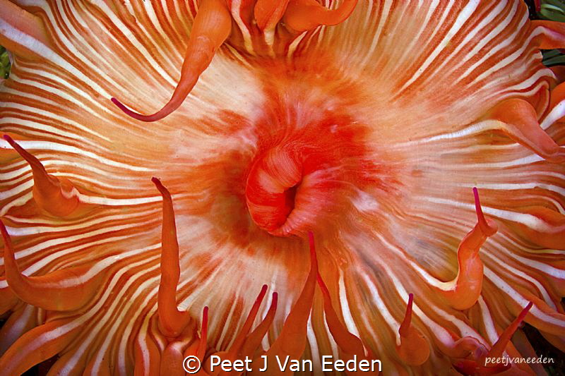 Kiss my red lips

Candy-striped anemone(Korsaranthus na... by Peet J Van Eeden 