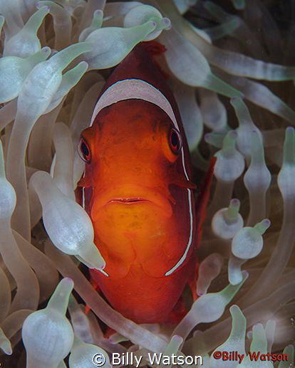 Spinecheek Anemonefish -- Florida Islands, Solomon Islands by Billy Watson 