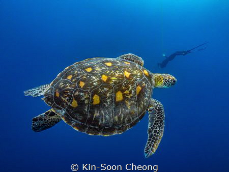 Green sea turtle (Chelonia mydas) by Kin-Soon Cheong 