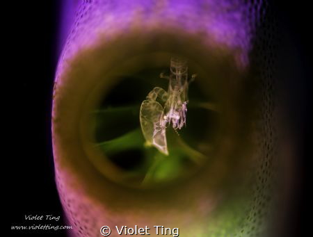 Shrimp in Tunicate by Violet Ting 