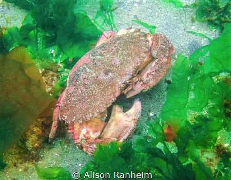 Big Crab!  Puget Sound, WA by Alison Ranheim 