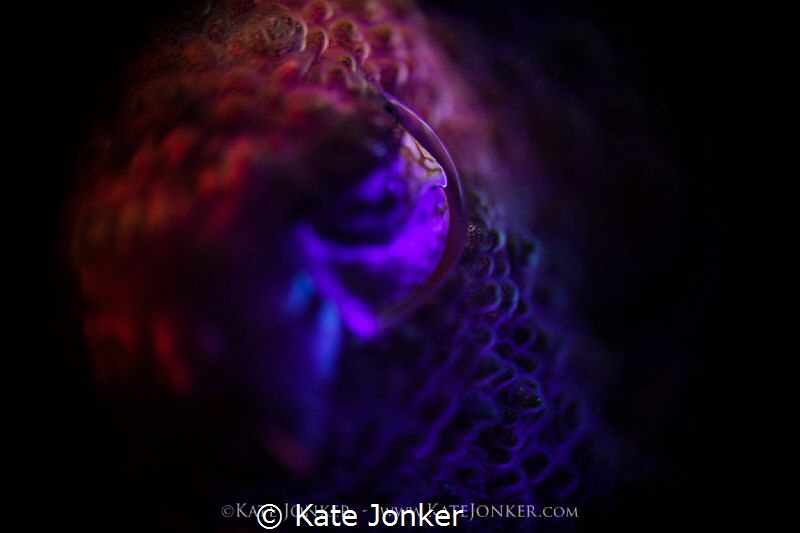 The Eye of the Beholder
Eye of a tiny cuttlefish, shot u... by Kate Jonker 