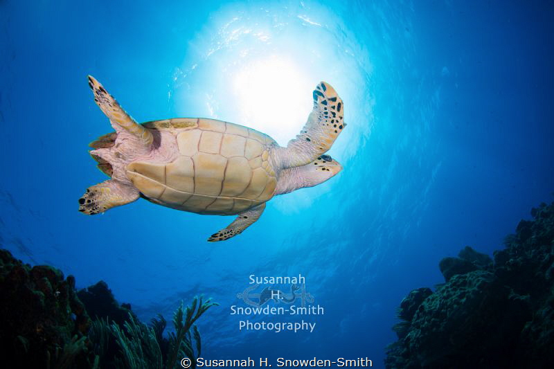 "Beneath" - A hawksbill sea turtle soars beneath the sun ... by Susannah H. Snowden-Smith 