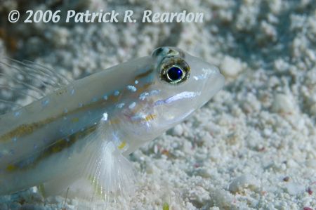 Bridled goby. Turks and Caicos. D100 in L&M housing. 105 mm. by Patrick Reardon 