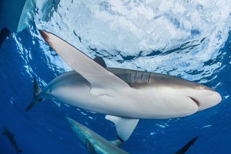 Silky Shark in surface, Gardens of the Queen, Cuba by Alejandro Topete 