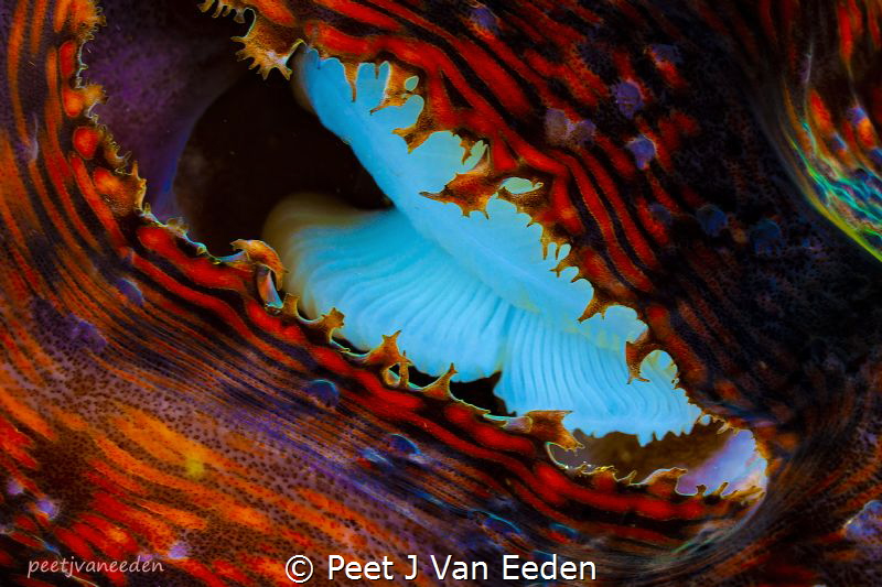 Jaws

Orifice of a Giant Sea Clam. It is only legend th... by Peet J Van Eeden 