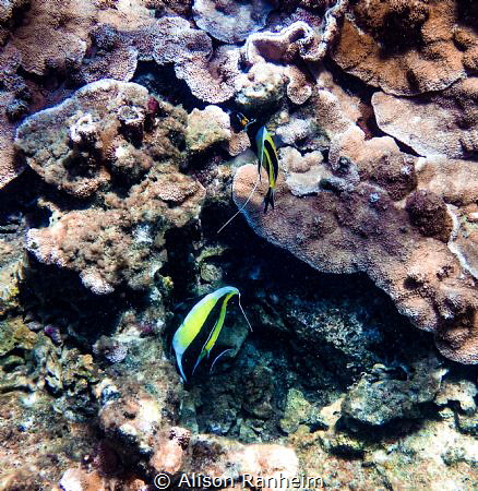 Kopoho Tide Pools, Hawaii by Alison Ranheim 