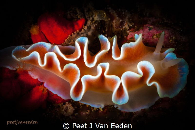 Poetry in slow motion

 Frilled nudibranch by Peet J Van Eeden 