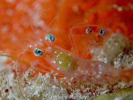 Eyes of a Shrimp look like little planets by Lindsey Mobley 