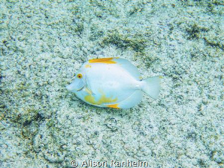 Yellow Tang with loss of pigmentation by Alison Ranheim 