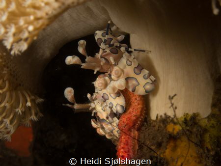 A pair of Harlequin shrimp under an anemone by Heidi Sjølshagen 