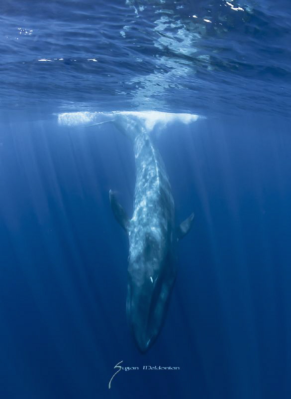 The largest mammal ever to live on earth. The Blue Whale by Suzan Meldonian 