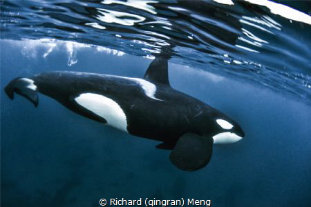 Orca Splendid
 by Richard (qingran) Meng 