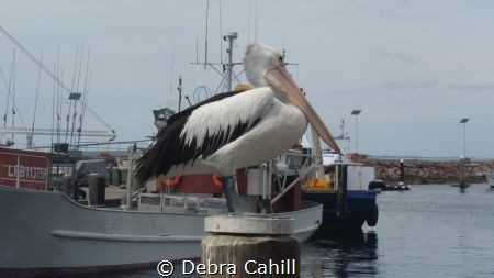 Pelican sitting pretty Nelson Bay NSW by Debra Cahill 