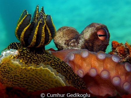 Octopus vulgaris & Felimare picta by Cumhur Gedikoglu 