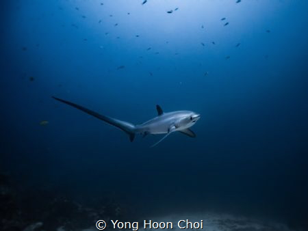 This rare and majestic thresher shark is only seen at Mon... by Yong Hoon Choi 