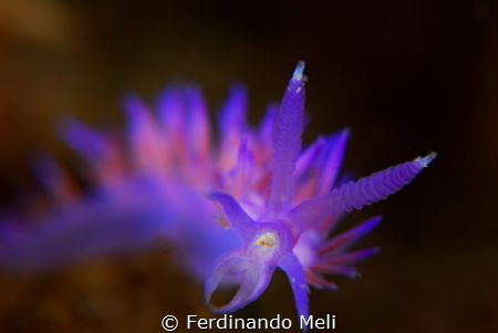 Lunch time (Flabellina affinis) by Ferdinando Meli 