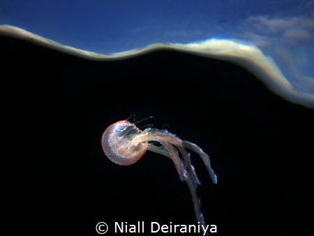 Taken using fish eye lens , full power strobes pointing u... by Niall Deiraniya 