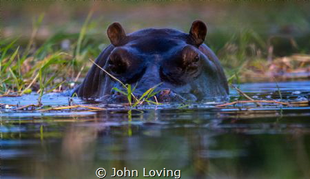 Hippo in the Okavango Delta by John Loving 