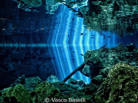 The way light finds it way through the jungle into the fr... by Vasco Baselli 