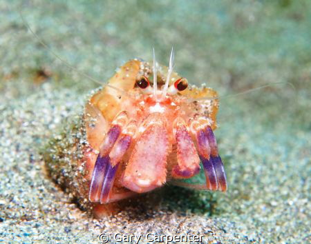 Hermit crab (Pagurus prideaux) with Cloak anemone (Adamsi... by Gary Carpenter 