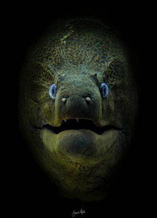 Who watches the watchers. Giant Moray Eel, Ras Mohammed N... by Jamie Hall 