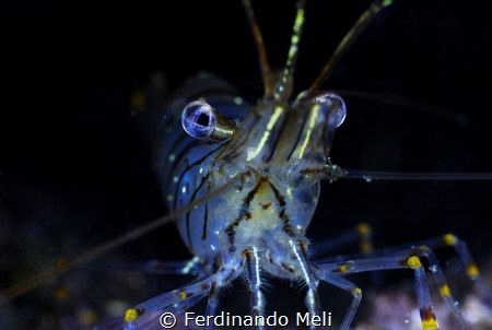 Temerary shrimp
(Palaemon serratus) by Ferdinando Meli 
