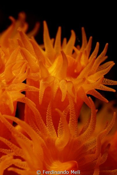 Underwater flames
(Astroides calycularis madrepora) by Ferdinando Meli 