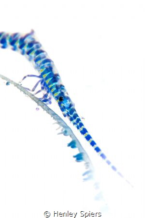 Inverted Tozeuma Shrimp by Henley Spiers 