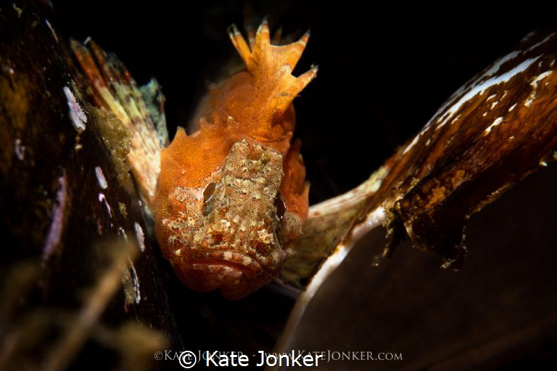 Rarity
Tiny smooth skin scorpion fish (3cm long) in Simo... by Kate Jonker 