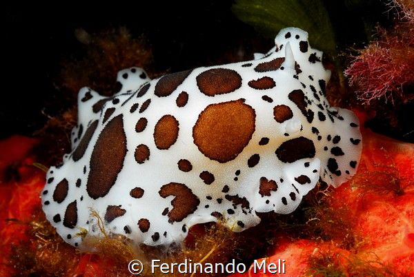 Underwater cow
(Peltodoris atrmaculata) by Ferdinando Meli 