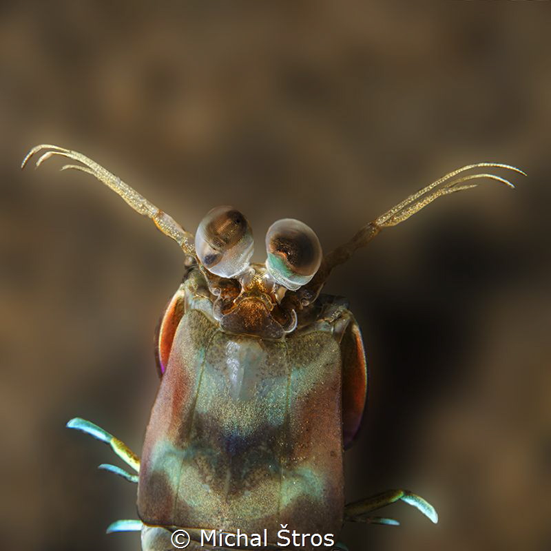 Mantis shrimp by Michal Štros 