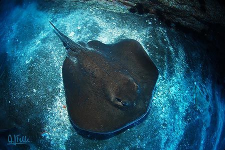STINGRAY. A different view from a common animal. I hope y... by Arthur Telle Thiemann 