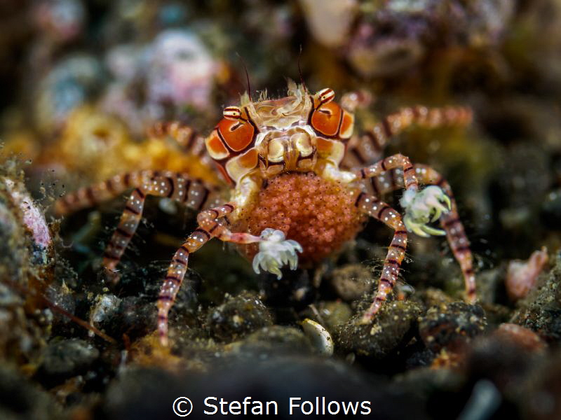 Next Generation

Pom Pom Crab - Lybia tessellata

Ame... by Stefan Follows 
