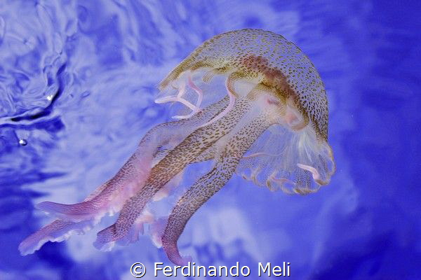 Jellyfish from below
(Pelagia noctiluca) by Ferdinando Meli 